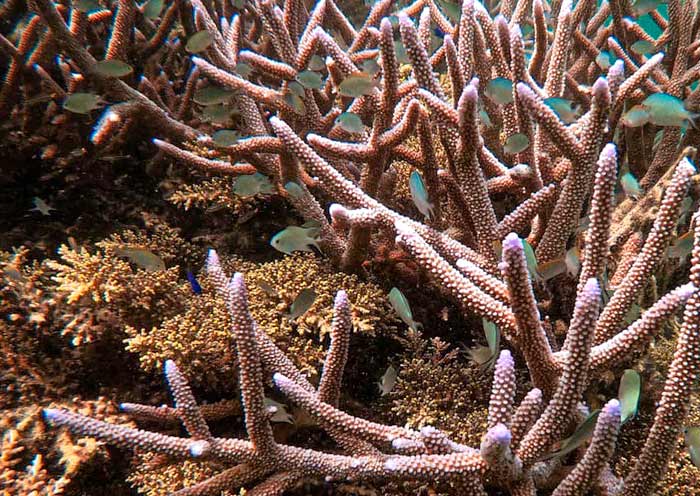 Amazing colors of fish and coral